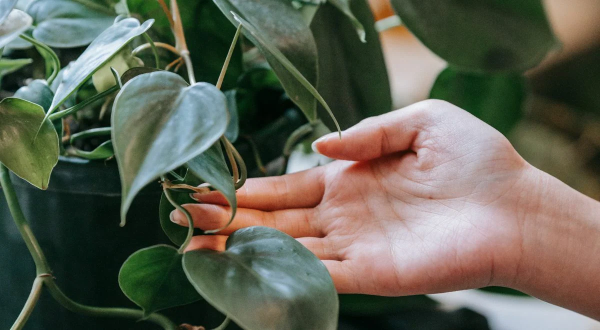 Philodendron
